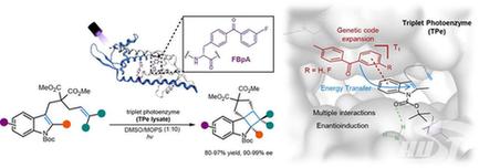 【科学前沿】《自然》刊发化学与化工学院钟芳锐吴钰周团队人工光酶催化重要研究进展