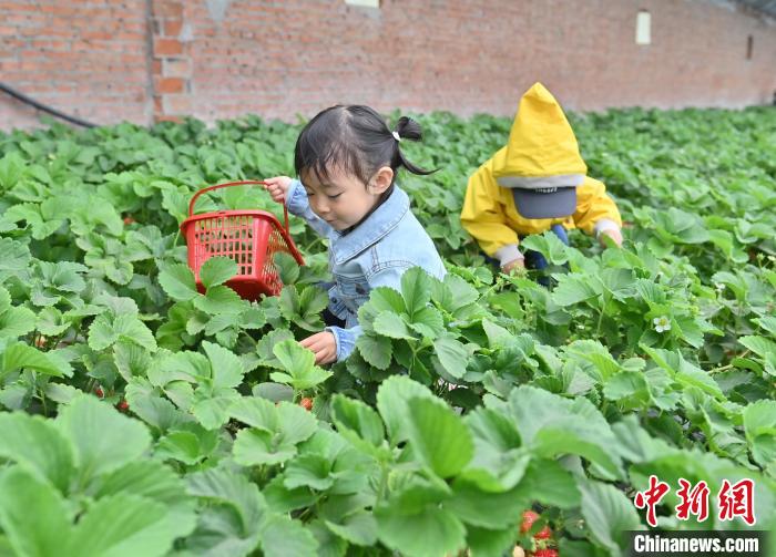 长春萌娃体验农事乐趣