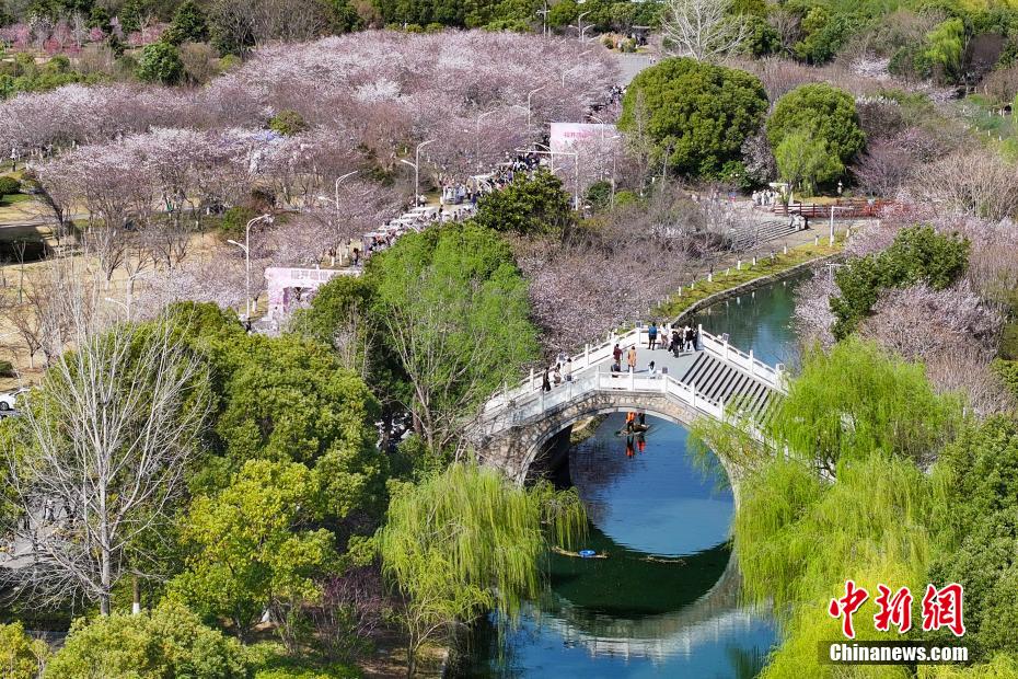 中国药科大学樱花满园 师生走入其间“绘制”春日画卷