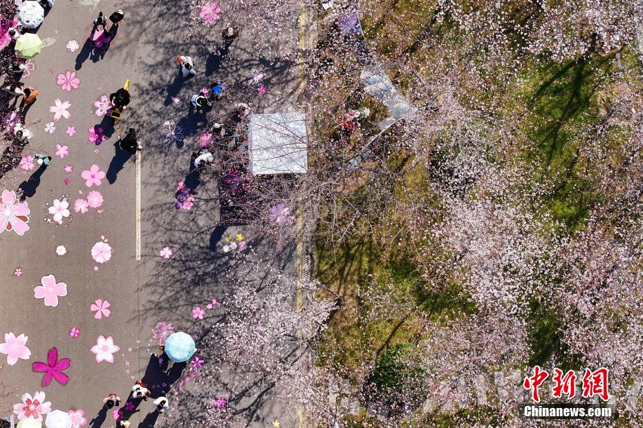 中国药科大学樱花满园 师生走入其间“绘制”春日画卷