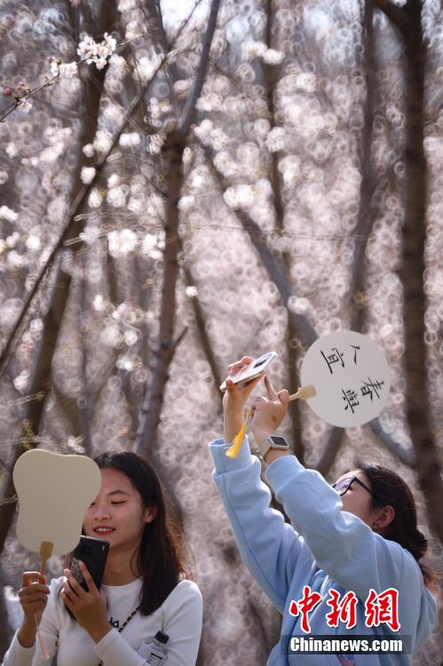 中国药科大学樱花满园 师生走入其间“绘制”春日画卷