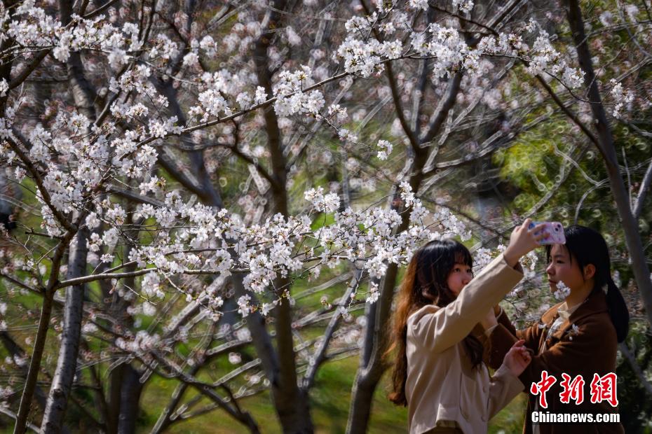 中国药科大学樱花满园 师生走入其间“绘制”春日画卷