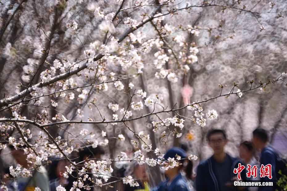 中国药科大学樱花满园 师生走入其间“绘制”春日画卷