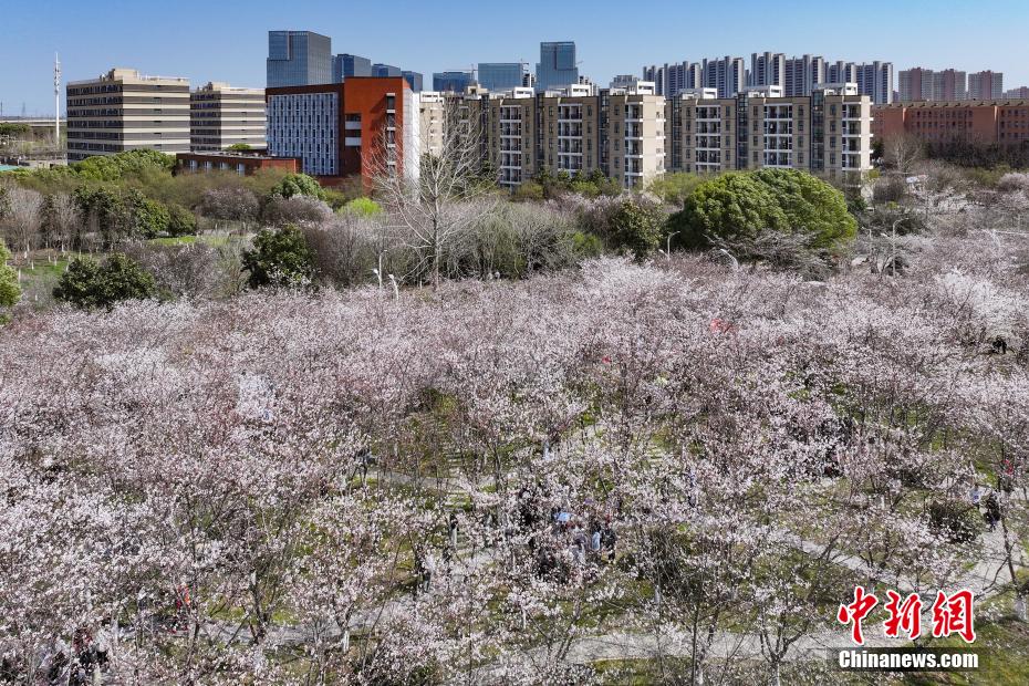 中国药科大学樱花满园 师生走入其间“绘制”春日画卷