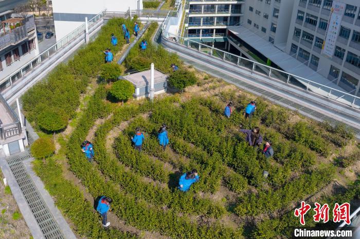 浙江校园“茶事”热：茶香袅袅 润泽童心