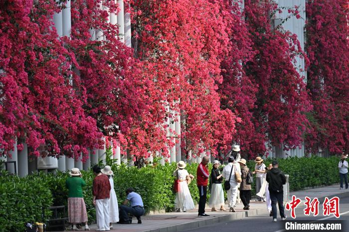 成都一中学围墙被三角梅爬满吸引市民打卡