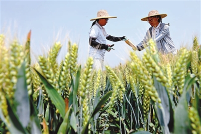 科技小院忙“三夏”