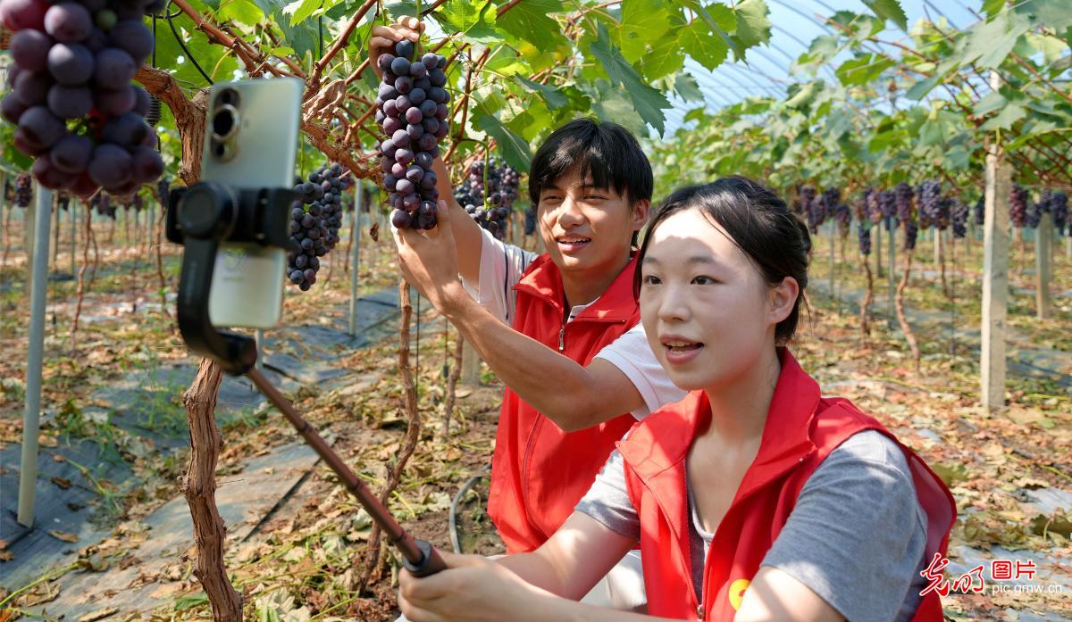 直播助农、健康义诊、扮靓街巷……青年学子暑期返乡服务桑梓