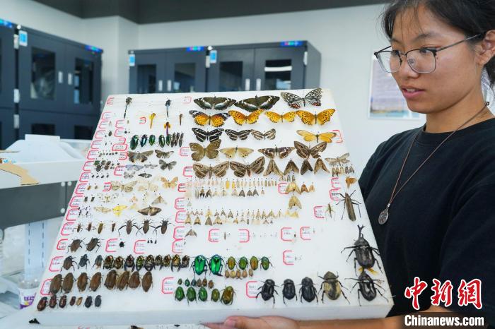 作业就是抓虫子 浙江高校学子上演“寻虫记”