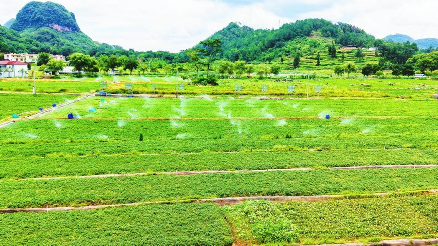 高校学子数智赋能，助力阳山“百千万工程”高质量发展