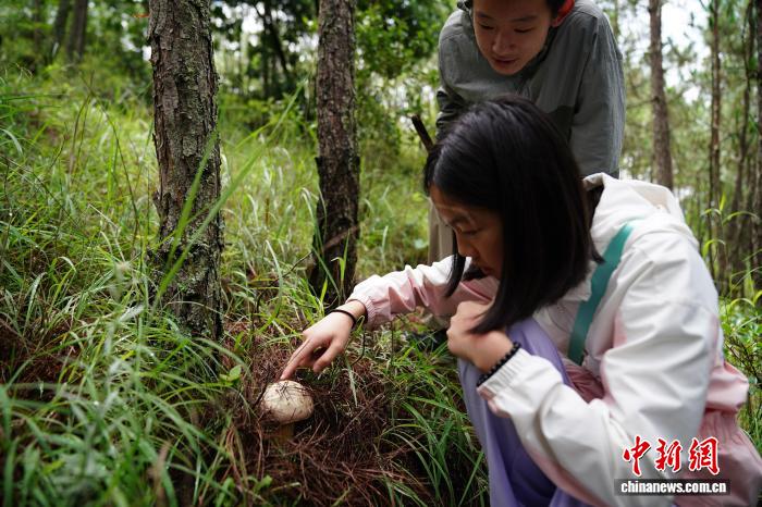 云南娃进山体验拣菌乐享别样暑期 云南娃进山体验拣菌乐享别样暑期
