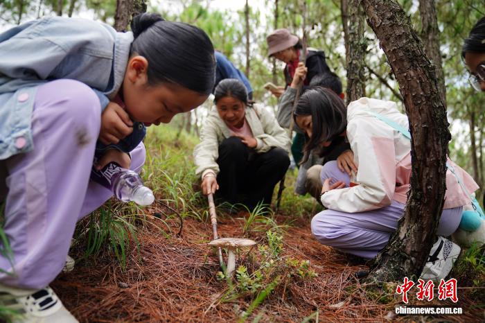 云南娃进山体验拣菌乐享别样暑期