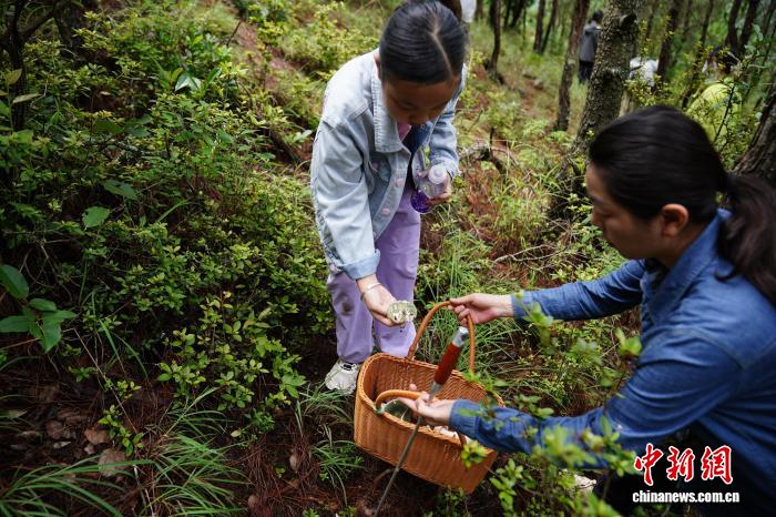 云南娃进山体验拣菌乐享别样暑期