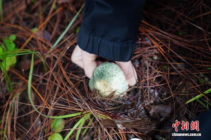 云南娃进山体验拣菌乐享别样暑期