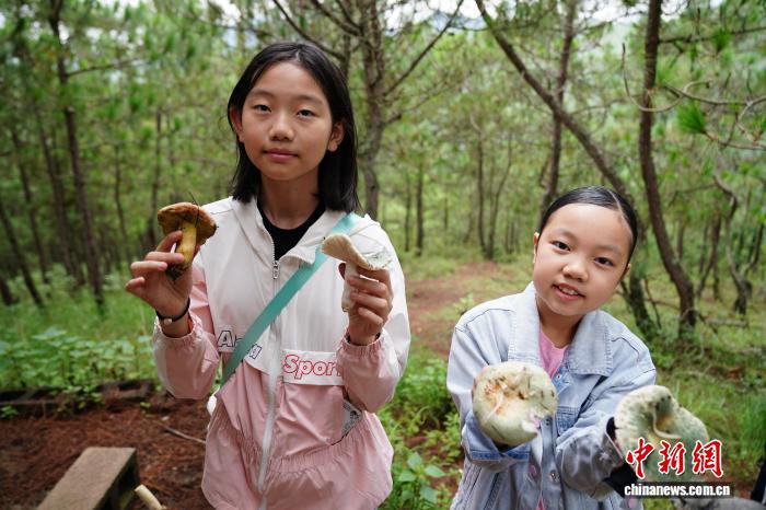 云南娃进山体验拣菌乐享别样暑期