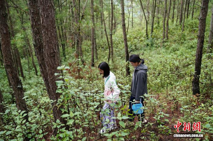 云南娃进山体验拣菌乐享别样暑期