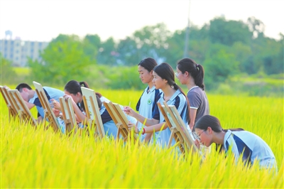 田园写生 绘“丰”景
