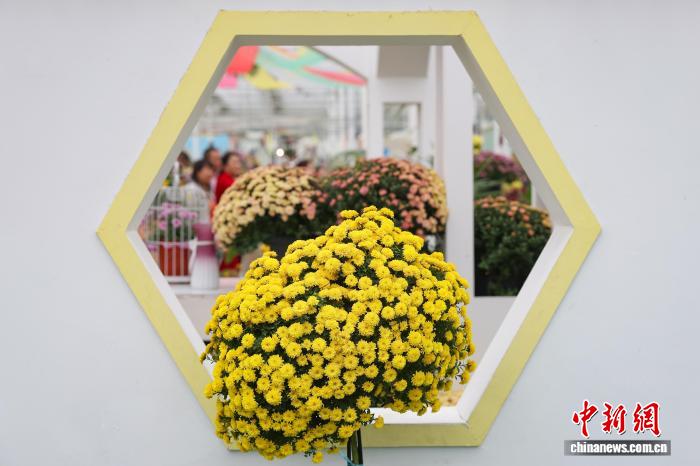 色彩缤纷 南京农业大学菊花基地“上新”