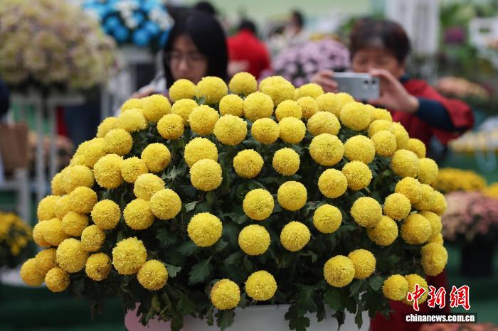 色彩缤纷 南京农业大学菊花基地“上新”