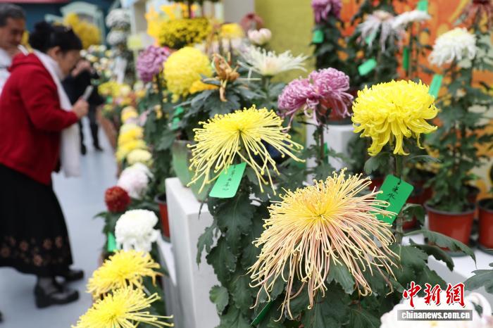 色彩缤纷 南京农业大学菊花基地“上新”