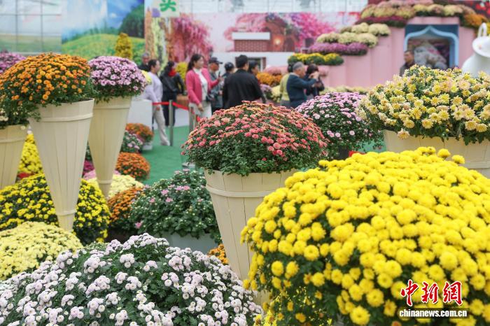 色彩缤纷 南京农业大学菊花基地“上新”