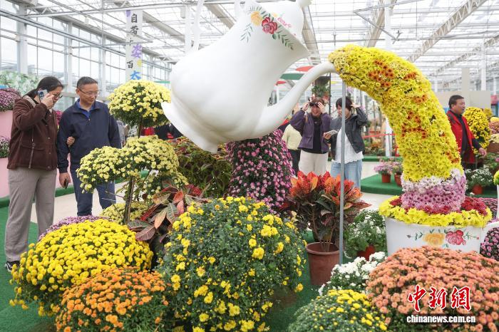 色彩缤纷 南京农业大学菊花基地“上新”