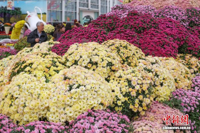 色彩缤纷 南京农业大学菊花基地“上新”