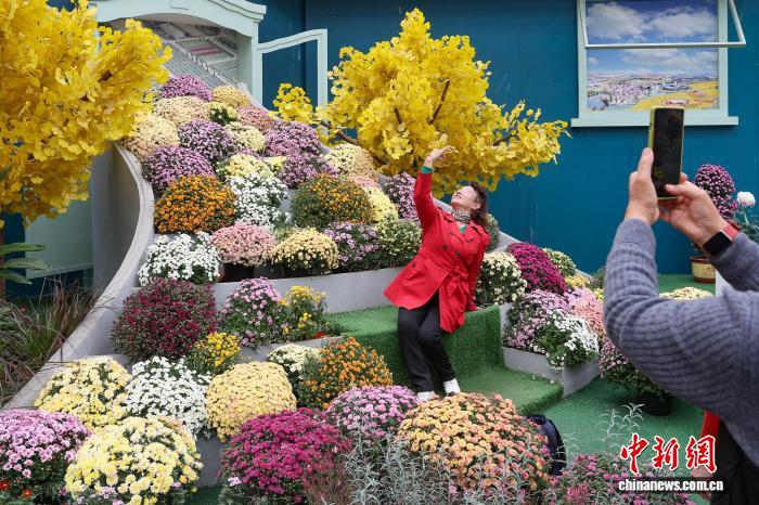 色彩缤纷 南京农业大学菊花基地“上新”