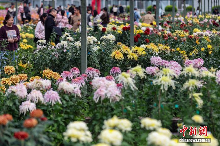 色彩缤纷 南京农业大学菊花基地“上新”