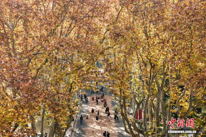 东南大学最美200米落叶景观华丽“上线”