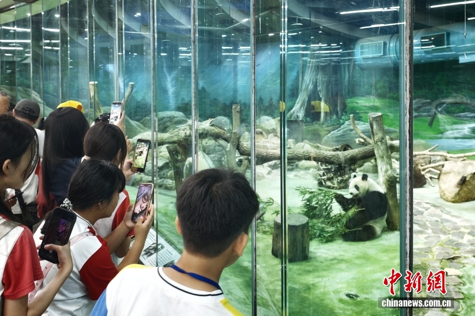 台北市立动物园大熊猫吸引民众到访观看 台北市立动物园大熊猫吸引民众到访观看