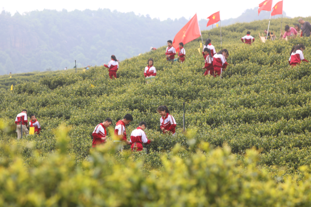 劳动教育课 体验采茶乐
